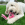 Un chien blanc couché dans l'herbe tenant un jouet KONG Wubba rose.