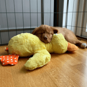 A brown puppy in a crate snuggling a yellow KONG duck plush toy.