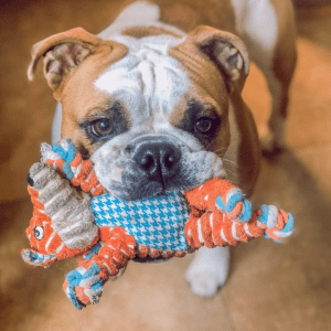 A brown and white bull dog with a KONG Knots fox in its mouth.
