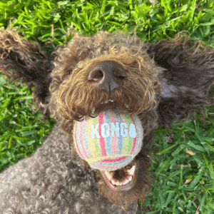 A brown and gray dog laying in the grass with a mutlicolor KONG ball in its mouth.