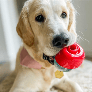 A golden retriever with a KONG toy in his mouth.