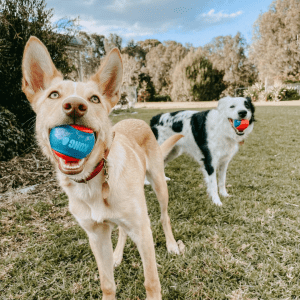 Two dogs outside, each with a blue and red KONG ball in its mouth.