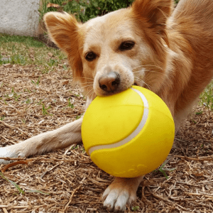 A brown dog holing a large yellow KONG ball in his mouth.