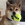 Ein kleiner brauner und weißer Hund mit einem KONG-Ball im Maul.