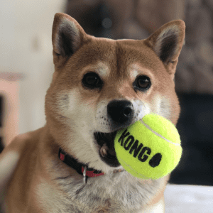 A small brown and white dog with a KONG ball in his mouth.