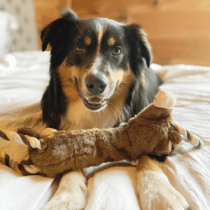A brown and white dog snuggling in bed with a KONG plush toy.