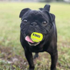 A black pug dog with a KONG ball in his mouth.