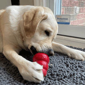 An older white lab eating treats from a red KONG.