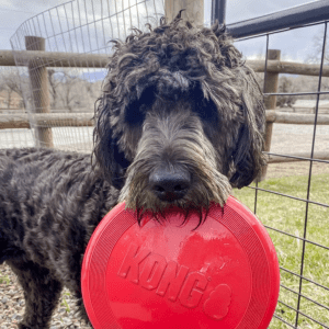 A black dog holidng a KONG flyer in his mouth.