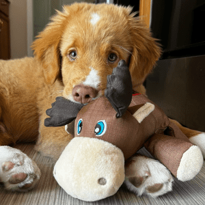 A brown dog cuddling a KONG moose plush product.