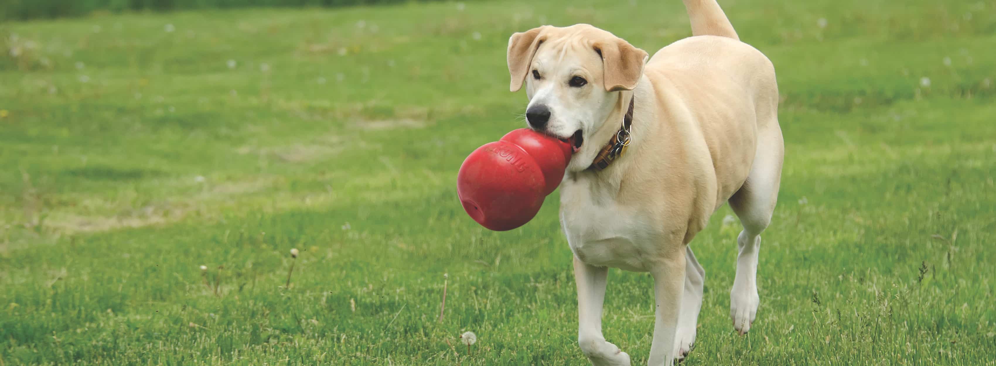 Golden hund løber med stort KONG-legetøj gennem græs.