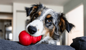 Red KONG in a black, white and brown dog 's mouth.