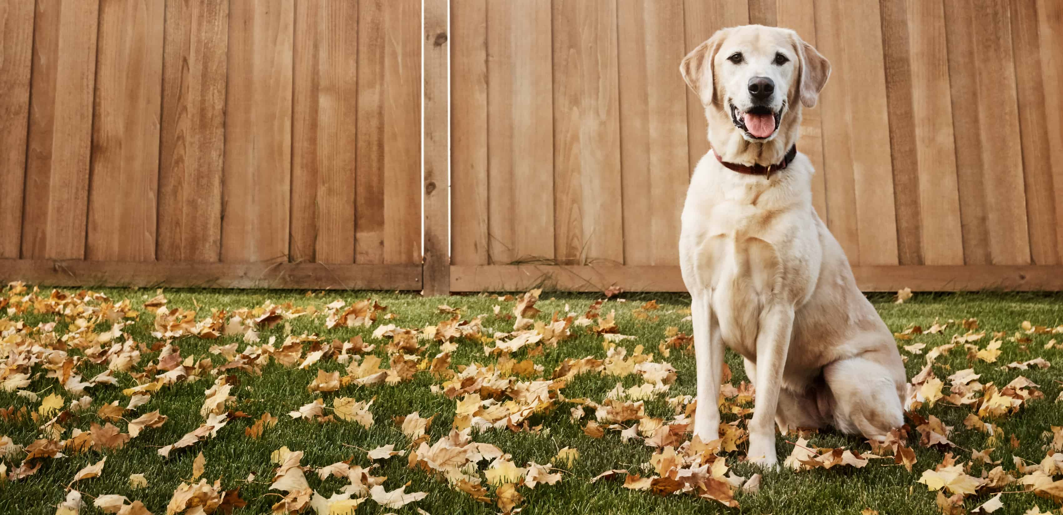 Yellow lab sitting in a yard in front of a fence among fallen leaves.