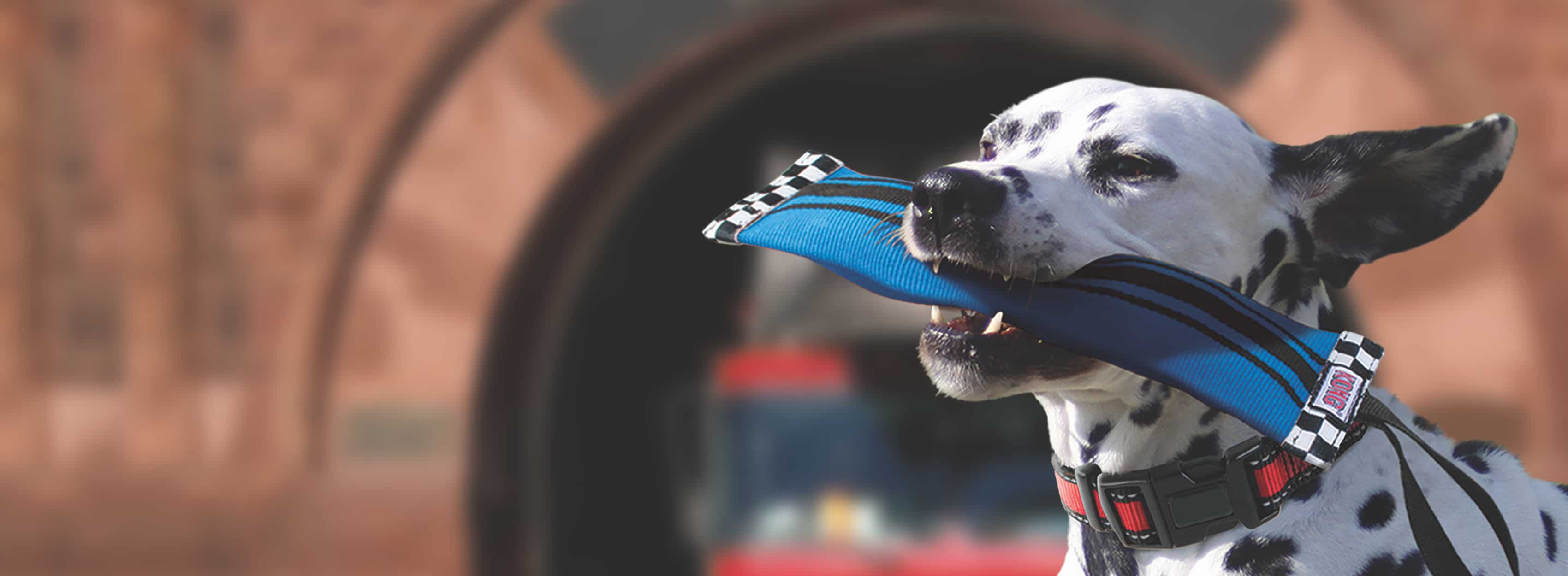 Dalmation with Blue KONG toy in front of a firehouse.