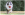 Chien blanc, marron et dos courant dans un champ tenant un KONG Classic dans sa gueule.