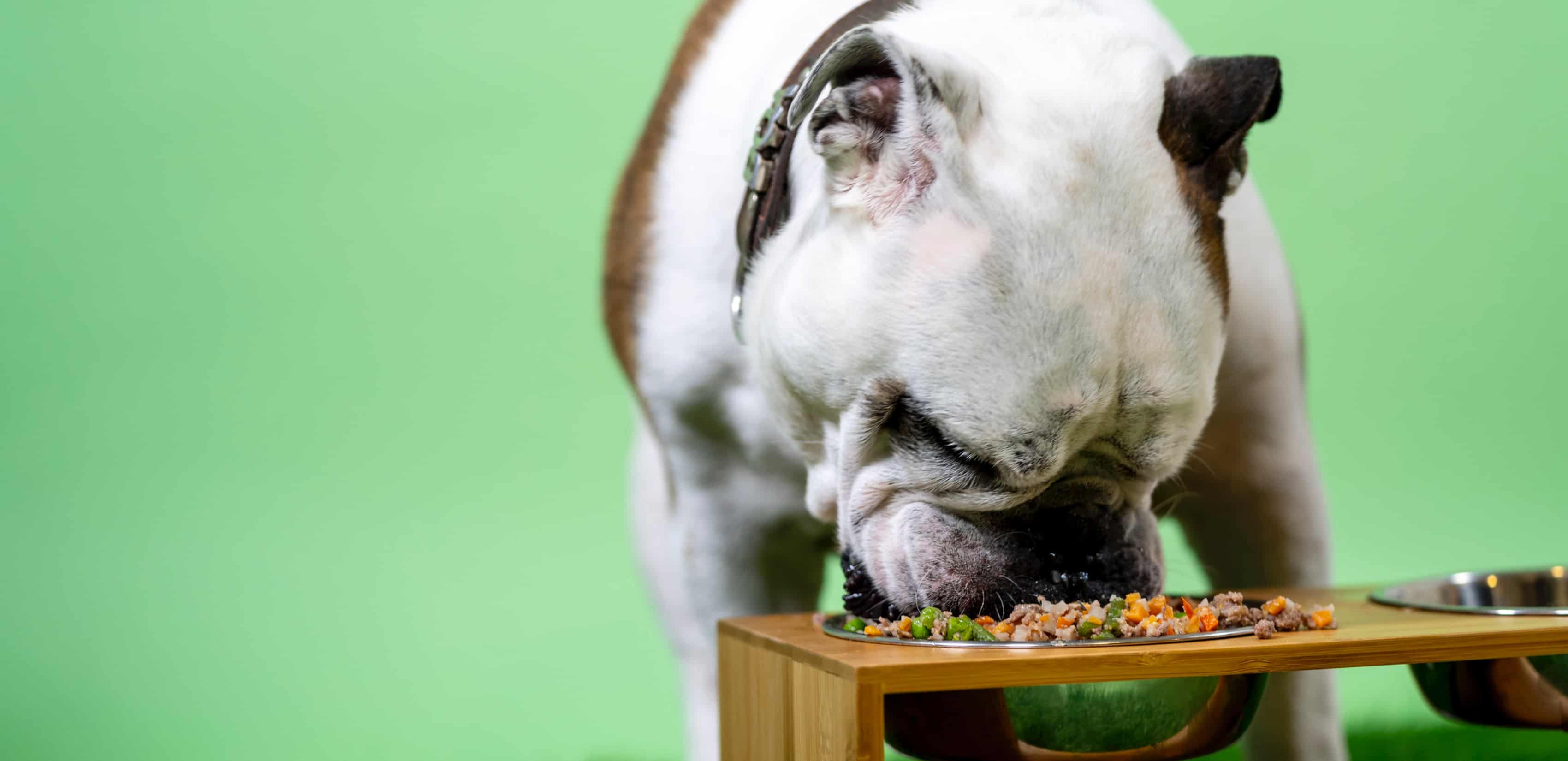 Um cão branco e castanho a comer uma receita de KONG de uma tigela de cão.