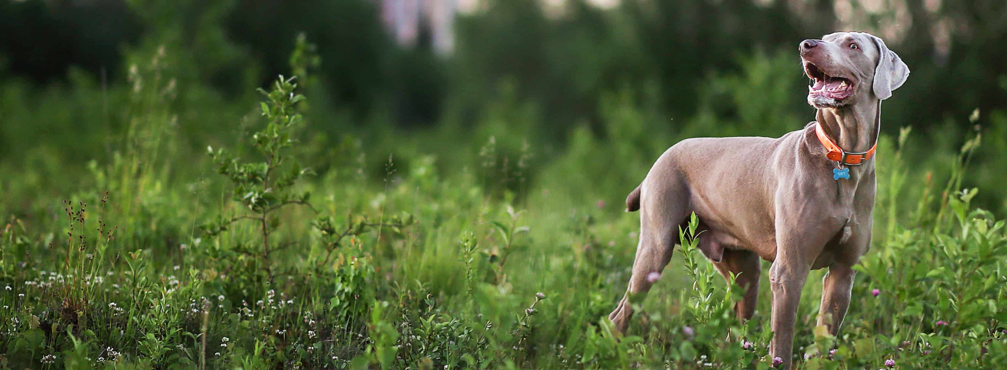 Een grijze hond in een veld die naar de verte kijkt.