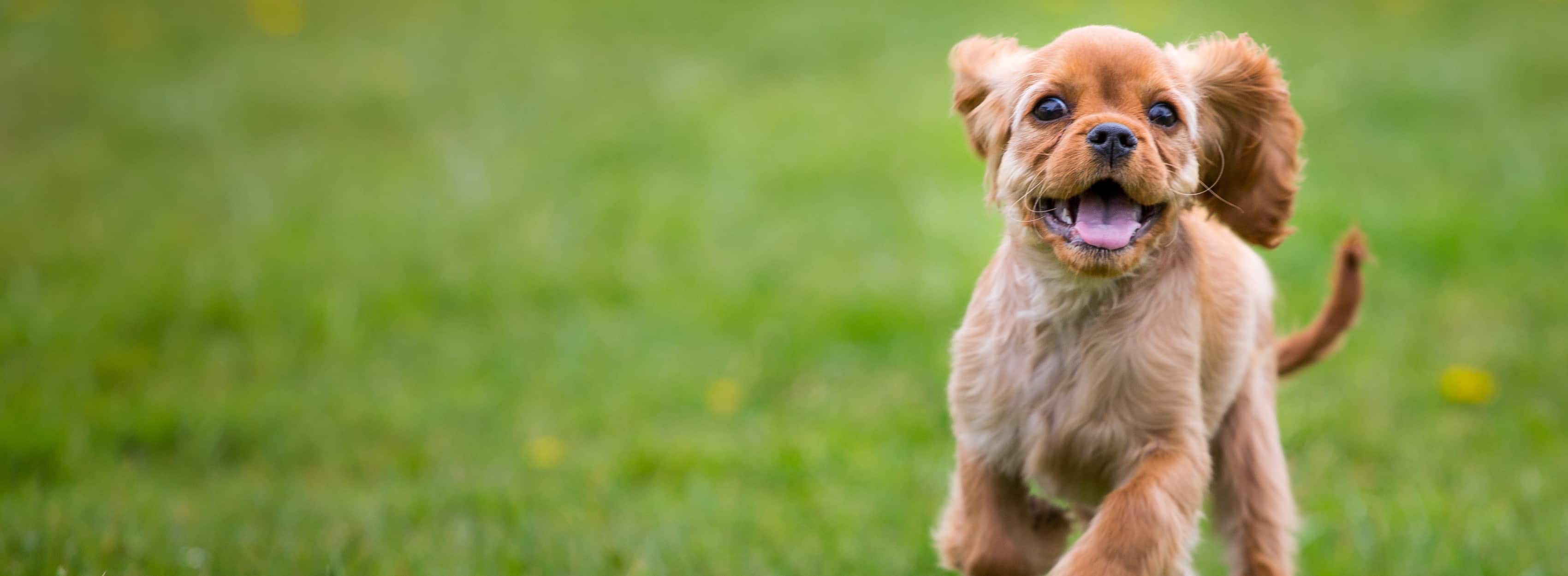 Lille brun hund løber gennem en græsmark.