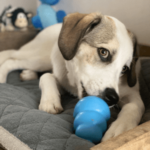 A white dog laying inside eating from a blue KONG.