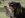 Hund hält KONG-Bambusflieger im Maul
