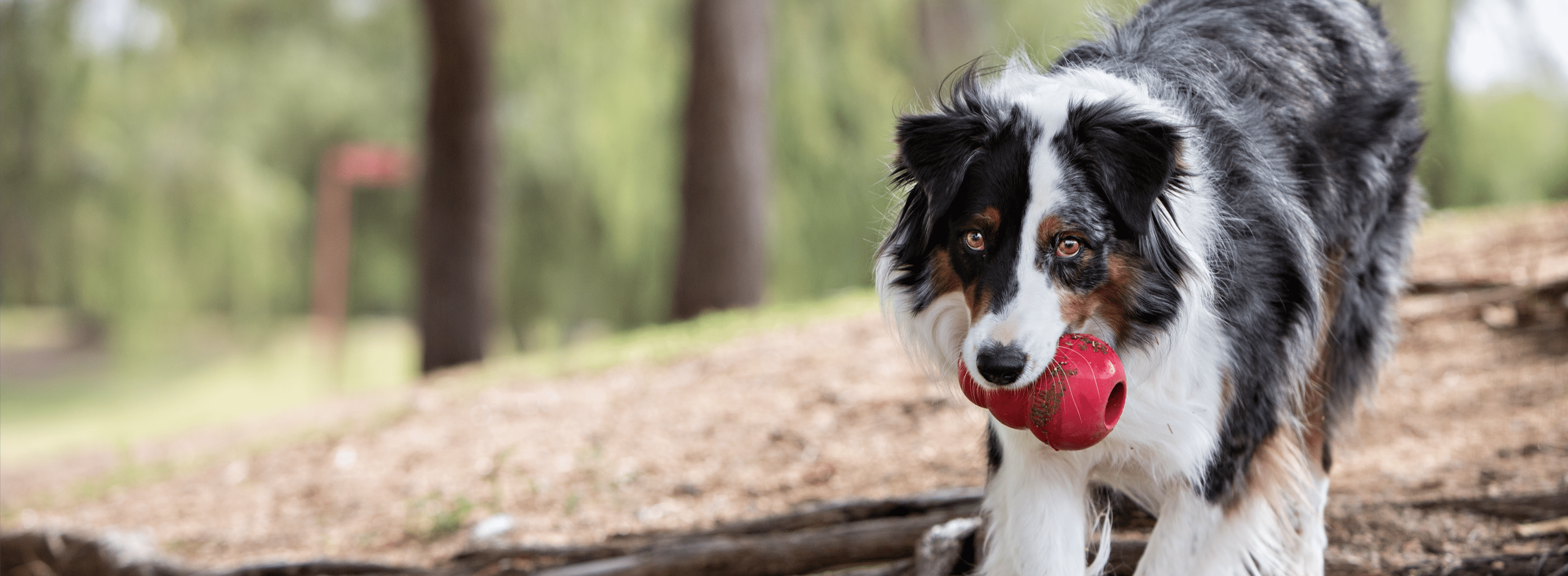 KONG vermelho na boca do cão cinzento, castanho e branco