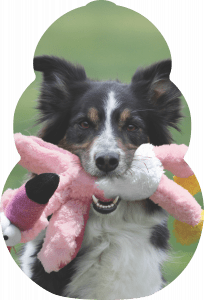 Black, brown and white dog holding a pink KONG plush toy decorative image.