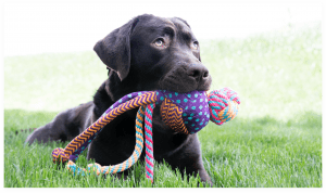 Black dog holding a KONG tug toy decorative image.