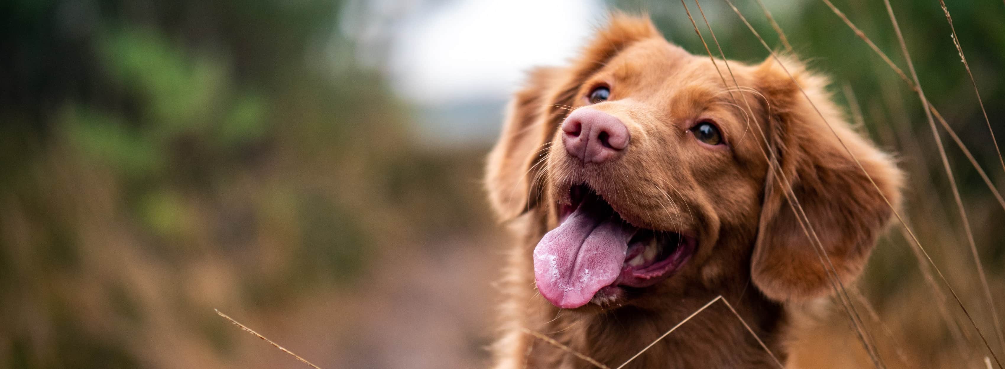 En brun hund på en sti, der sidder med udstrakt tunge.