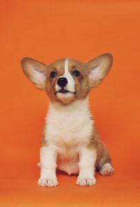Small brown and white dog sitting against an orange background.