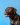 Bruin hond op een blauwe achtergrond.
