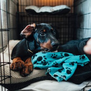 Puppy laying down in their crate