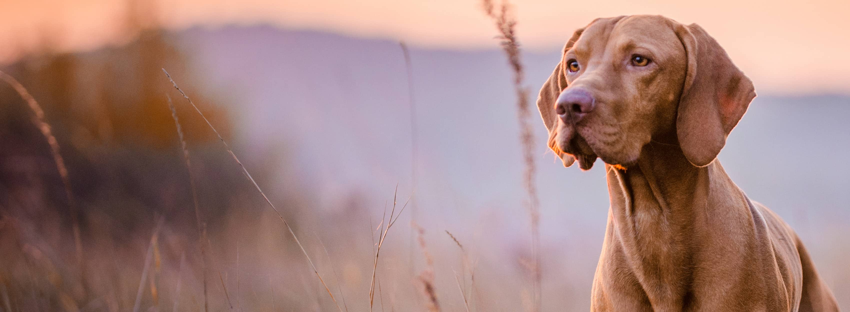 Bruin hond buiten staand in een veld