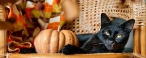 Halloween black cat with pumpkin. Cute kitty resting with pumpkin on wicker chair. Fall mood, autumn vibes. Thanksgiving day.