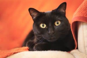 A black cat laying on an orange blanket looking at the camera