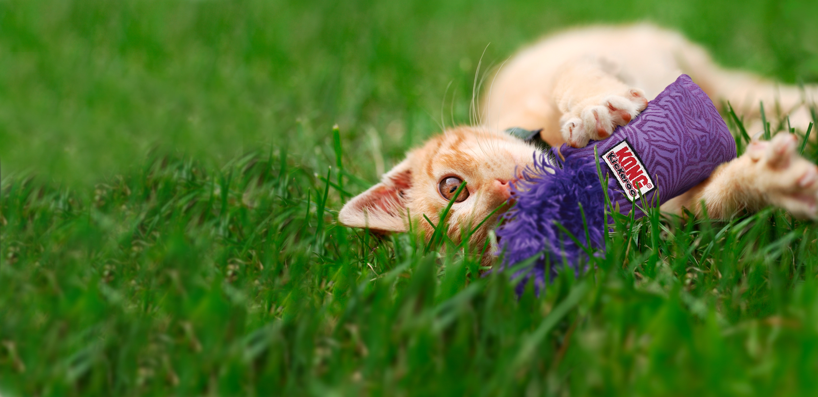 Gatto che gioca con un KONG kickeroo nell'erba.
