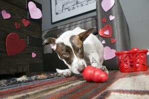 brown and white dog laying on the floor chewing on a KONG red dog toy with a Valentine's Day theme backdrop