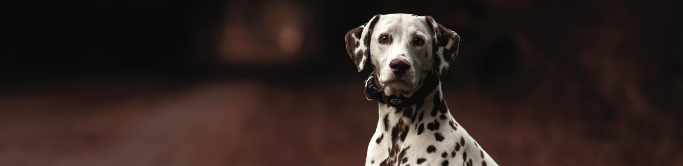 A Dalmatian standing with a black collar on looking at the camera.