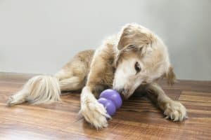 Älterer Golden Retriever Hund leckt einen lila KONG auf einem Holzboden