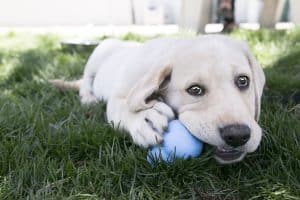Yellow lab puppy playing in the grass playing with a blue KONG toy