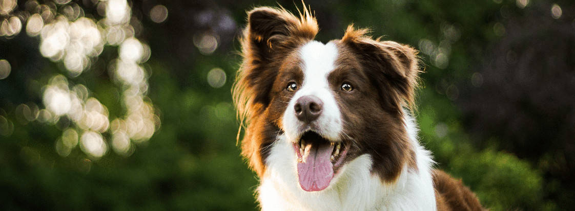 Brown and white dog smiling and looking at camera